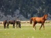 eynif yaylası antalya