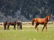 eynif yaylası antalya