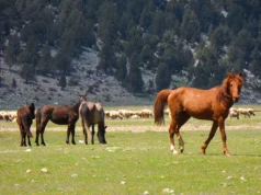 eynif yaylası antalya