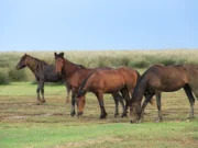 Bafra Kızılırmak Deltası