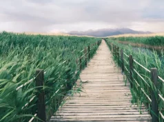 Sultan Sazlığı Rehberi: Nerede, Nasıl Gidilir? sultan sazlığı bilgi