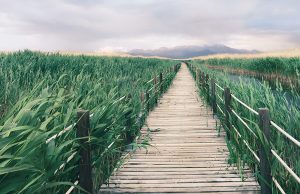 Sultan Sazlığı Rehberi: Nerede, Nasıl Gidilir? sultan sazlığı bilgi