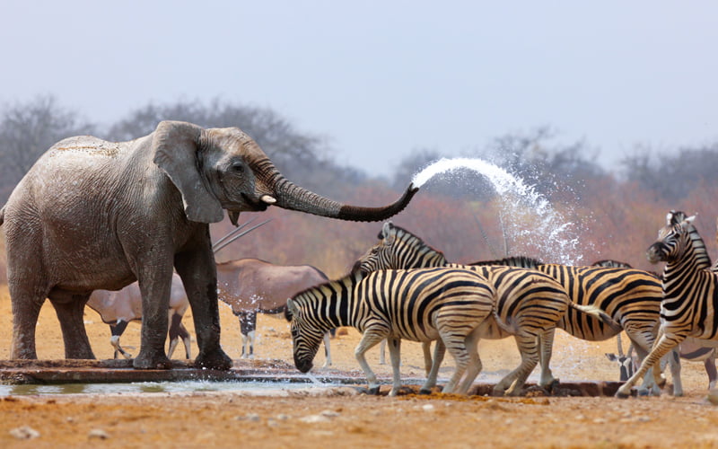 Etosha Milli Parkı