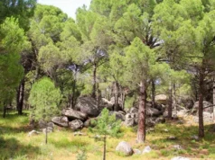 Kozak Yaylası Rehberi: Köyleri, Çam Fıstığı Rotası, Yapılacaklar Kozak Yaylası