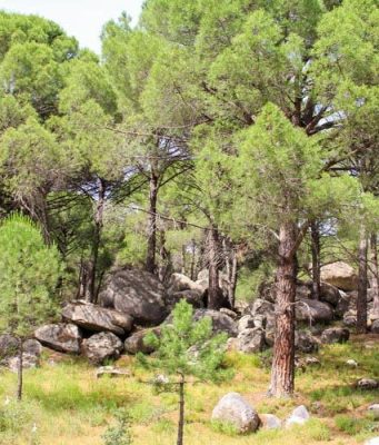 Kozak Yaylası, Ayvalık Kozak Yaylası