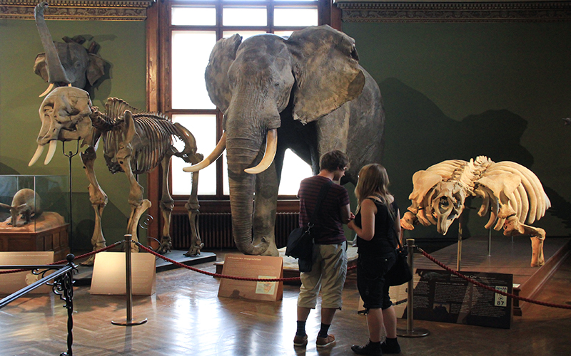 Naturhistorisches Museum