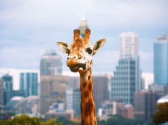 Taronga Hayvanat Bahçesi