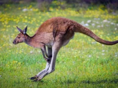 Avustralya Nasıl Bir Yer? Nerede, Nasıl Gidilir, Gezi Planı Avustralya nerede