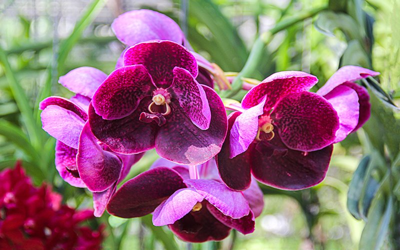 Bai Orchid Garden