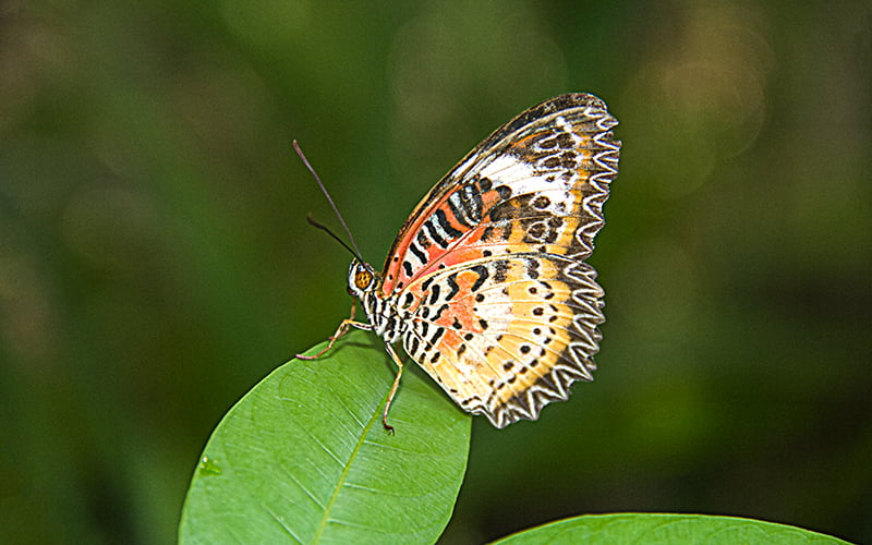 Chiang Mai Butterfly Garden