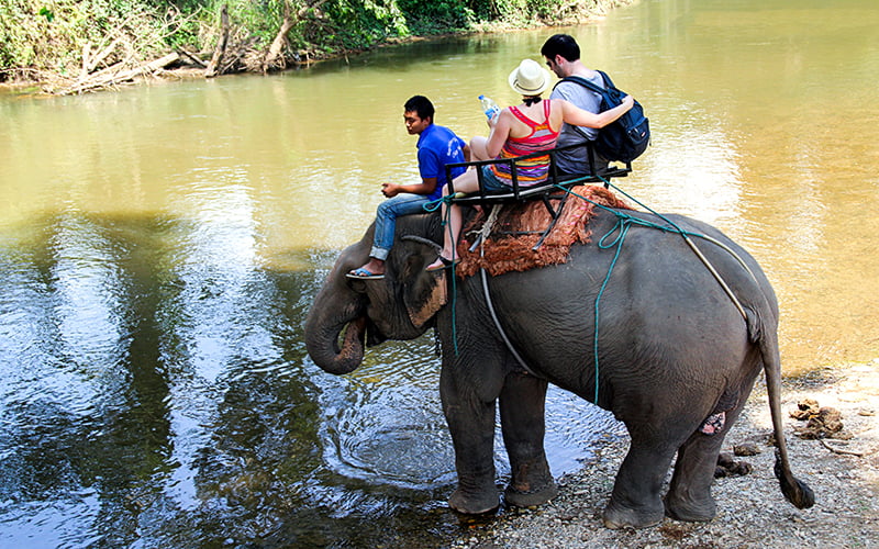 Chiang Mai Fil Safari