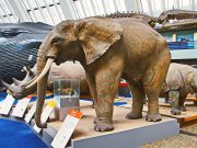 Doğal Tarih Müzesi, Londra Doğal Tarih Müzesi, Londra