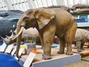 Doğal Tarih Müzesi, Londra Doğal Tarih Müzesi, Londra