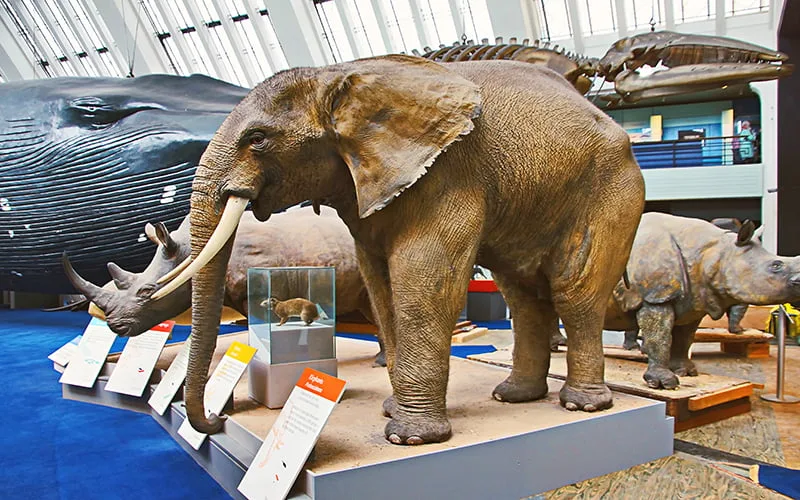 Doğal Tarih Müzesi, Londra