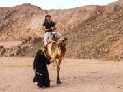 Develerle Çölde Gezi: Bedevi Kampı, Hurgada   çölde deveye binmek