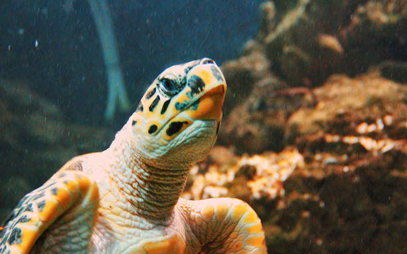 Hurghada Red Sea Aquarium