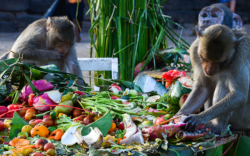 Monkey Buffet Festival