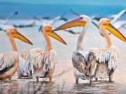 Manyas Kuş Cenneti Milli Parkı Manyas Kuş Cenneti