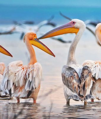 Manyas Kuş Cenneti Milli Parkı Manyas Kuş Cenneti