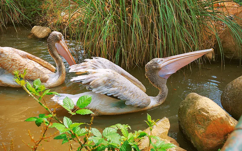 Polonezköy Doğal Yaşam Parkı
