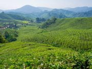 Cameron Highlands Gezilecek Yerler Cameron Highlands gezi rehberi