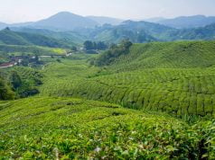 Cameron Highlands Gezilecek Yerler Cameron Highlands gezi rehberi