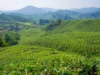 Cameron Highlands gezi rehberi