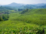 Cameron Highlands gezi rehberi