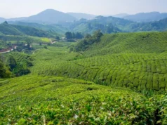 Cameron Highlands Gezilecek Yerler Cameron Highlands gezi rehberi