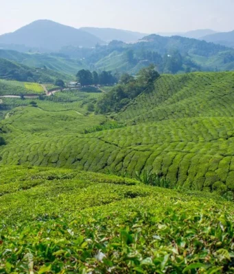 Cameron Highlands gezi rehberi