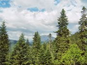 Ilgaz Dağı Milli Parkı ılgaz milli parkı