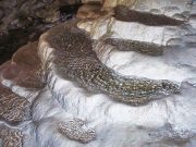 Kaklık Mağarası kaklık mağarası bilgi