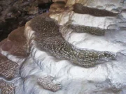 kaklık mağarası bilgi