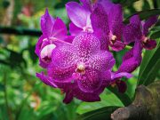 Singapur Ulusal Orkide Bahçesi Singapore National Orchid Garden