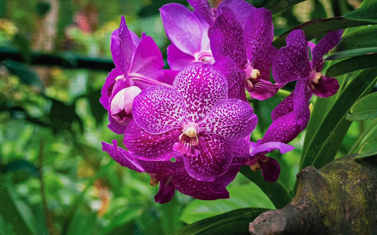 Singapore National Orchid Garden