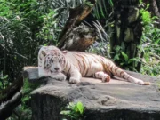 singapore zoo