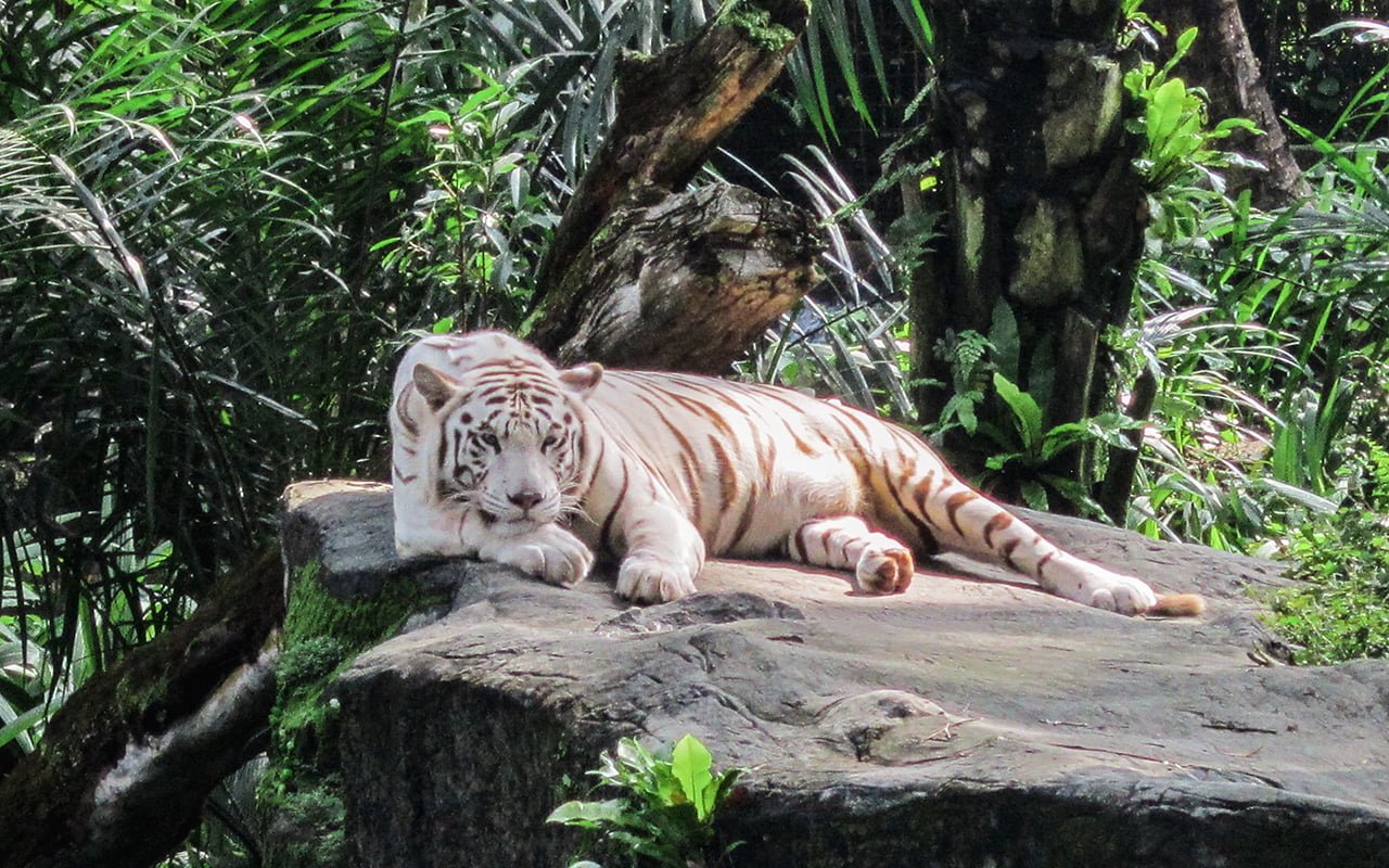 singapore zoo