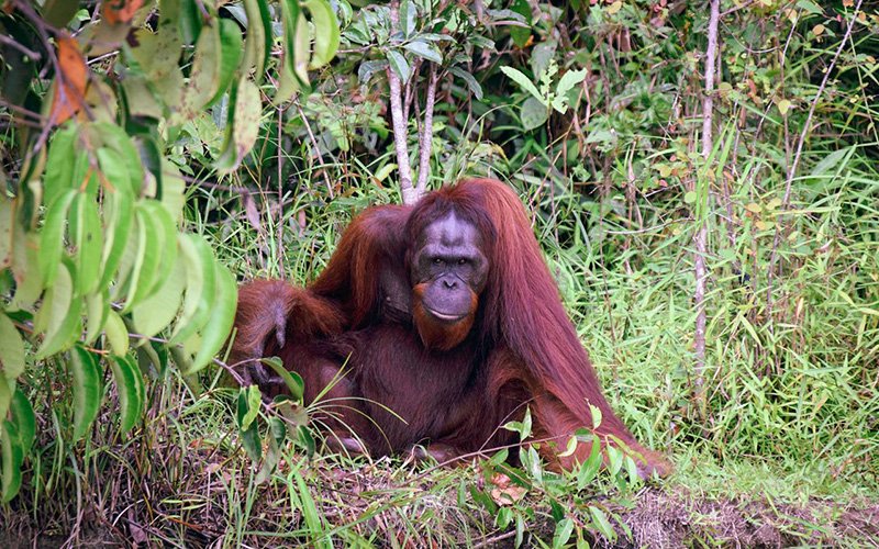 Kalimantan