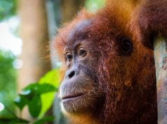 Sumatra Gezi Rehberi Sumatra