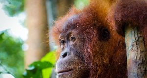 Sumatra Gezi Rehberi Sumatra