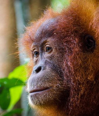 Sumatra Gezi Rehberi Sumatra