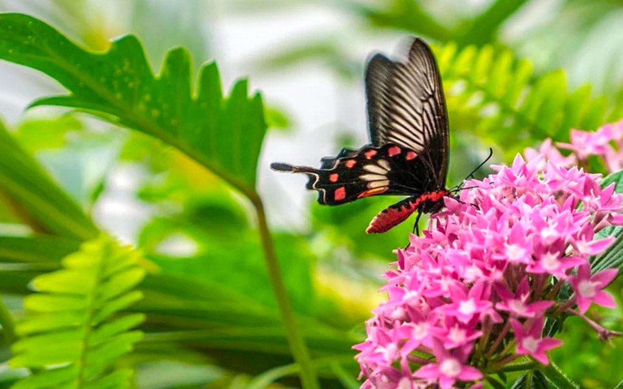 Butterfly Garden | Singapore Changi Airport