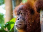 Sumatra Gezi Rehberi Sumatra