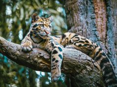 Güneydoğu Asya’da Bozulmamış Bir Ekosistem: Cardamom Mountains Cardamom Mountains Cambodia