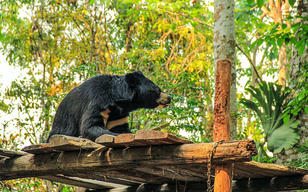 Luang-Prabang Bear Rescue Centre