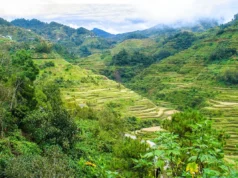 Banaue Pirinç Tarlaları