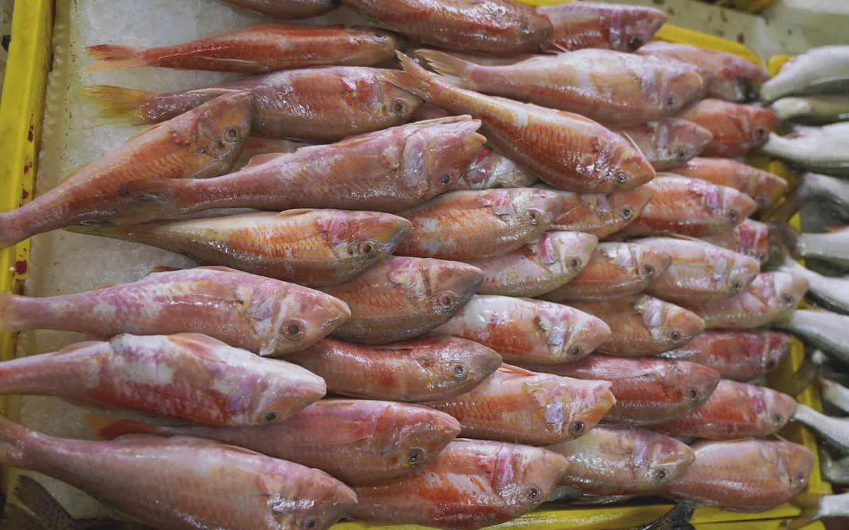 Batum Balık Pazarı tezgahında taze kırmızı barbun balıkları