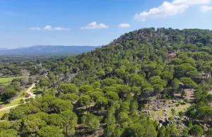 Kozak Yaylası’nda fıstık çamları arasında uzanan virajlı yol manzarası