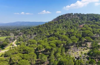 Kozak Yaylası’nda fıstık çamları arasında uzanan virajlı yol manzarası