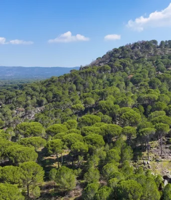 İzmir Çevresinde 2 Günlük Kaçış: Bergama, Ayvalık ve Cunda Rotası Kozak Yaylası’nda fıstık çamları arasında uzanan virajlı yol manzarası